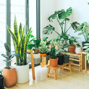 Houseplants