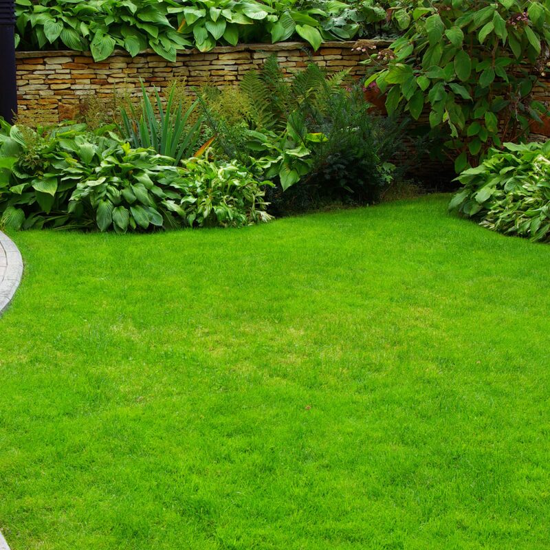 Beautiful garden plants