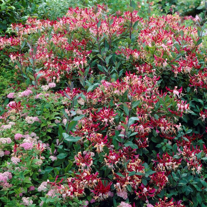 Honeysuckle Plants Collection - Image 4