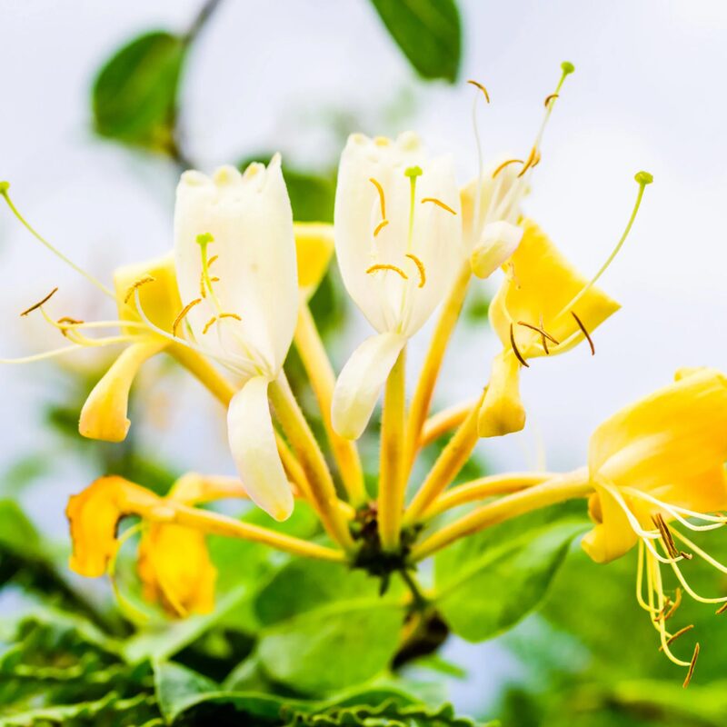 Honeysuckle Plants Collection - Image 3