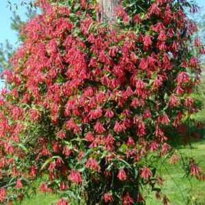 Alternative view of Honeysuckle Plants Collection