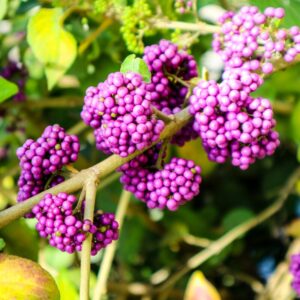 American Beautyberry Plant
