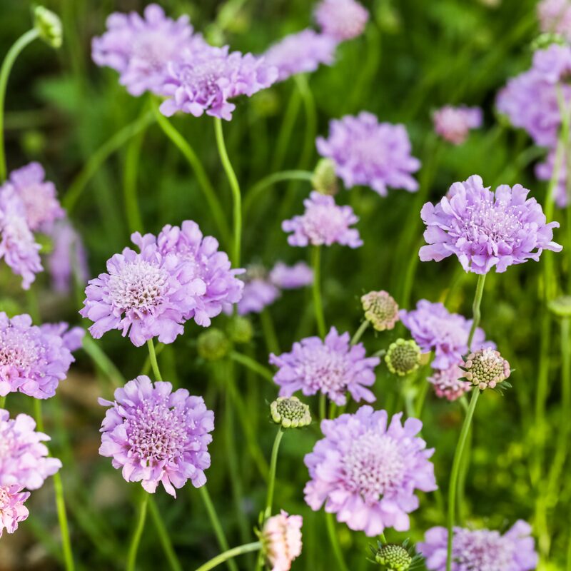 Scabiosa Pink Mist Plant - Image 6