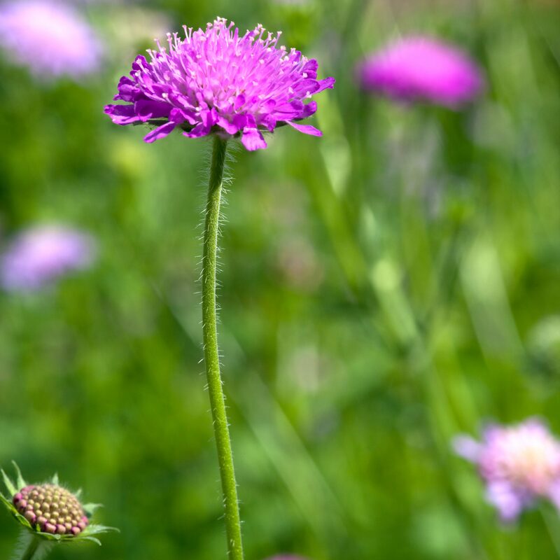 Scabiosa Pink Mist Plant - Image 4