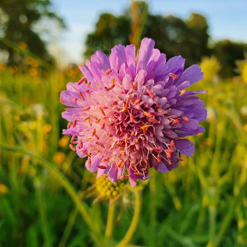 Scabiosa Pink Mist Plant - Image 5