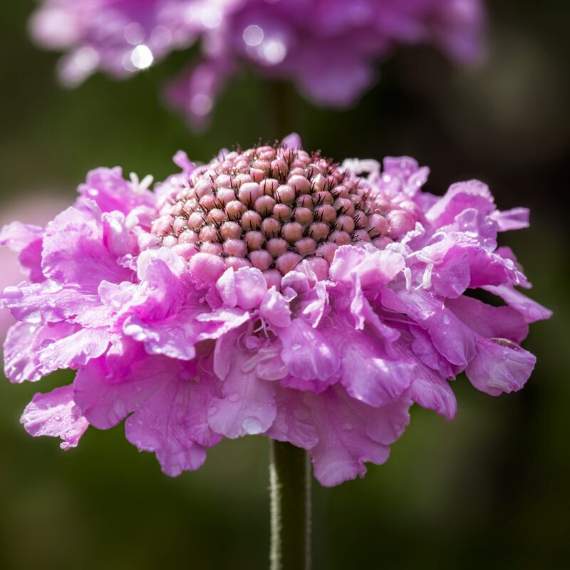 Scabiosa Pink Mist Plant - Image 3