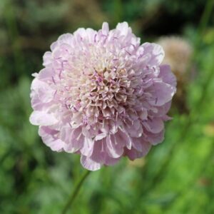 Scabiosa Pink Mist Plant