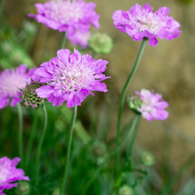 Scabiosa Pink Mist Plant - Image 2