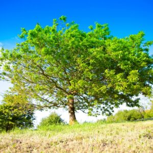 Dwarf Chinkapin Oak Tree From 1 To 2 Feet Height No Pot