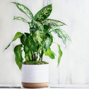 Dieffenbachia Star Bright Plant