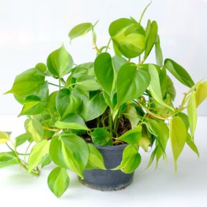 Philodendron Silver Stripe Aroid Plant