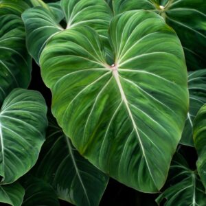 Alternative view of Philodendron Gloriosum Zebrina Plant