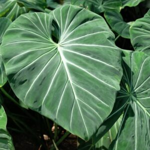 Philodendron Gloriosum Zebrina Plant