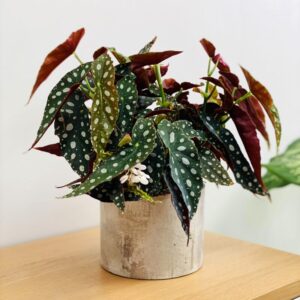 Polka Dot Begonia Plant