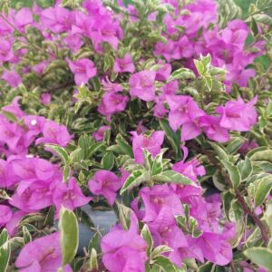 Alternative view of 2 Bougainvillea Plants