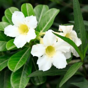 Alternative view of Adenium Desert Rose Plant