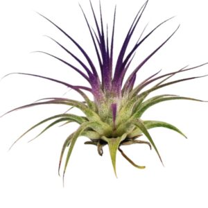 Air Plant Tillandsia Iona Purple Single Plant