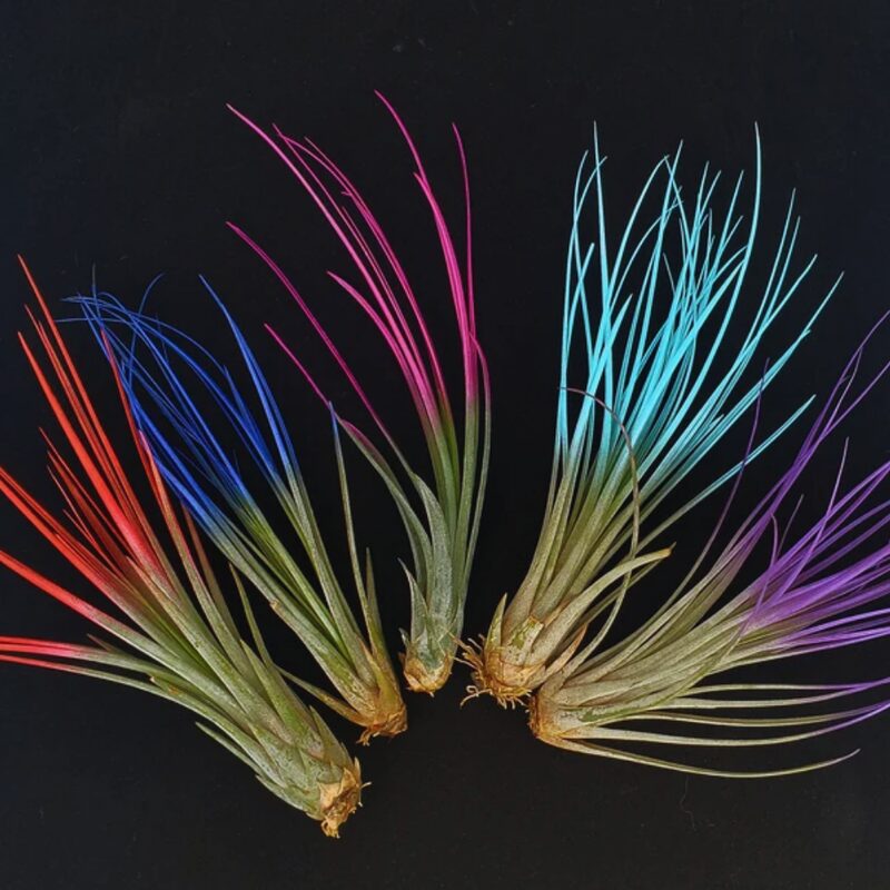 Purple Juncea Airplant - Image 2