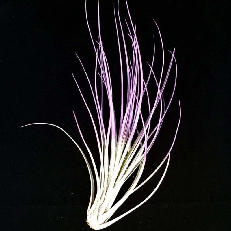 Purple Juncea Airplant