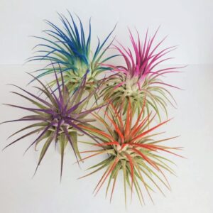 Alternative view of Air Plant Tillandsia Iona Red Single Plant
