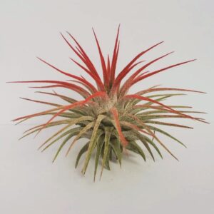 Air Plant Tillandsia Iona Red Single Plant