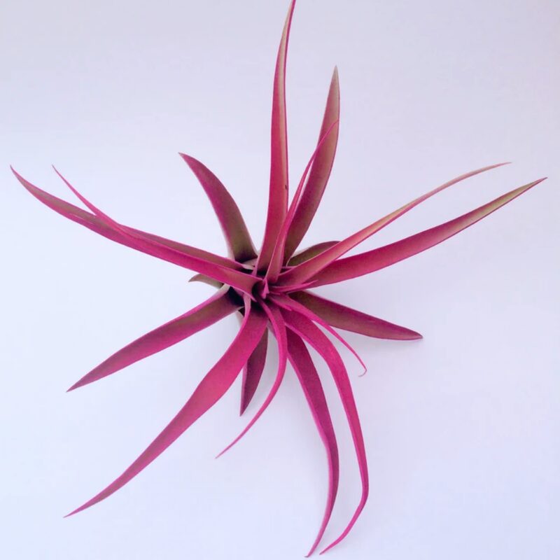 Hot Pink Capitata Airplant - Image 3