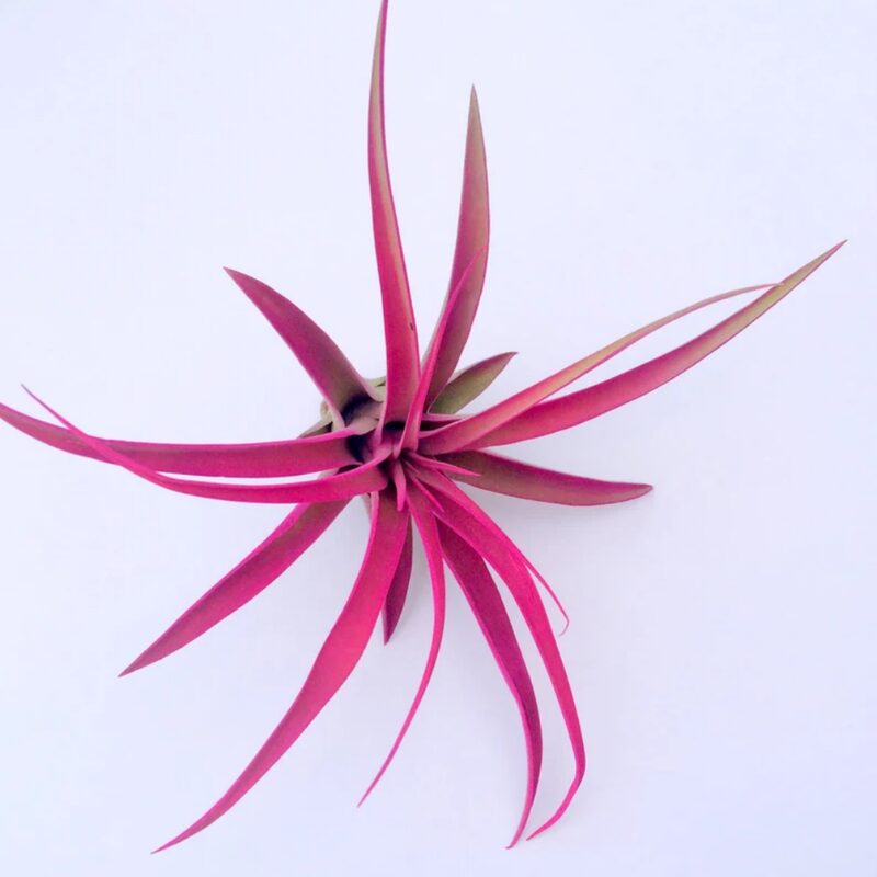 Hot Pink Capitata Airplant - Image 2