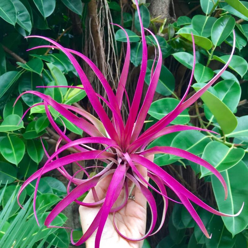 Hot Pink Capitata Airplant