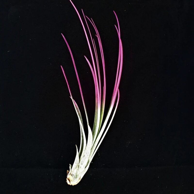 Hot Pink Juncea Airplant