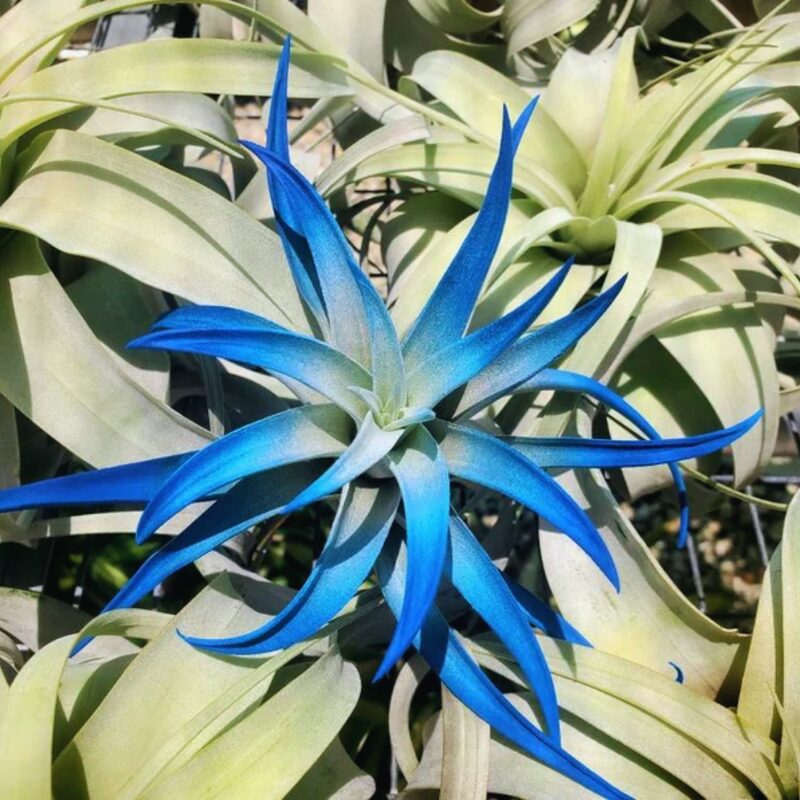 Air Plant Tillandsia Indigo Dark Blue Plant - Image 3
