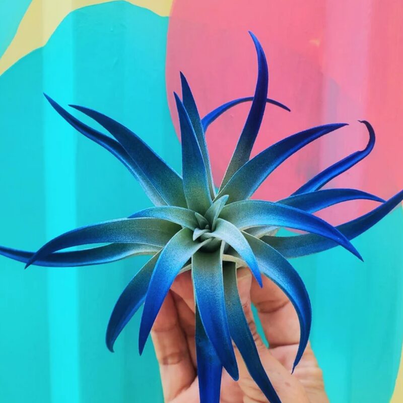 Air Plant Tillandsia Indigo Dark Blue Plant - Image 4