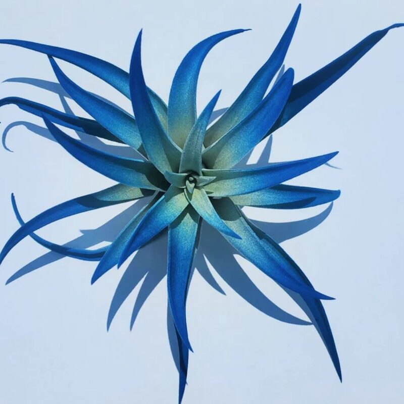 Air Plant Tillandsia Indigo Dark Blue Plant - Image 2