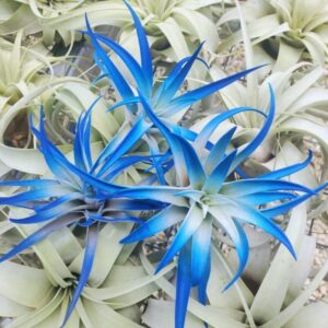 Air Plant Tillandsia Indigo Dark Blue Plant