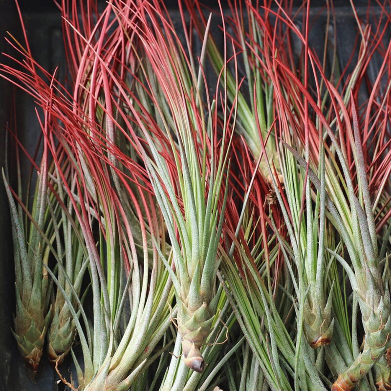 Red Juncea Airplant - Image 2