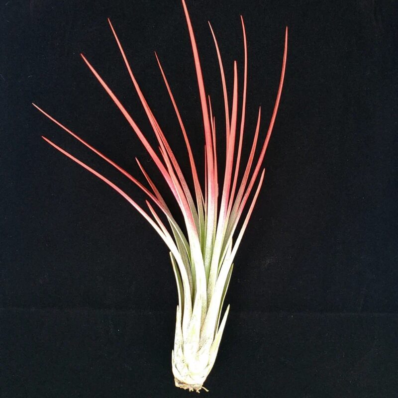 Red Juncea Airplant
