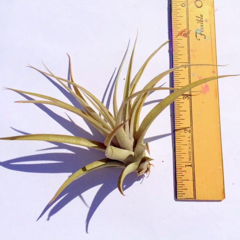 Air Plant Capitita Peach Airplant - Image 4