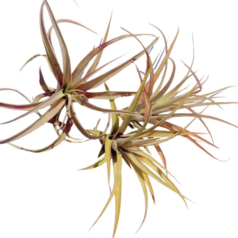 Air Plant Capitita Peach Airplant - Image 2