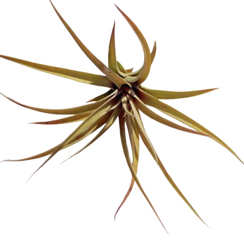 Air Plant Capitita Peach Airplant