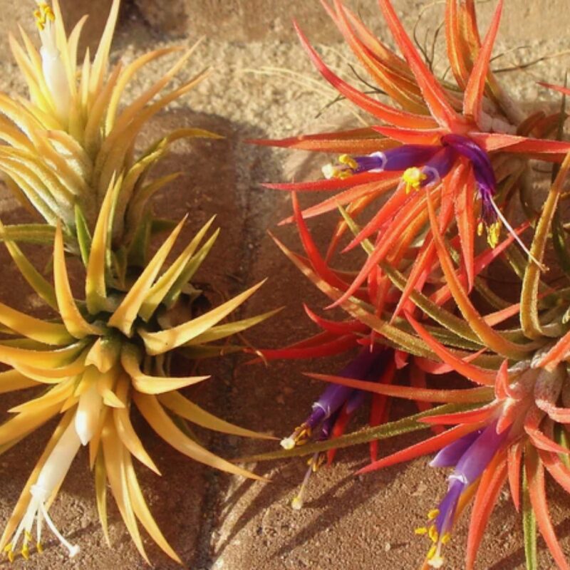 Mix air plant - Image 4