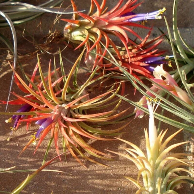 Mix air plant - Image 2