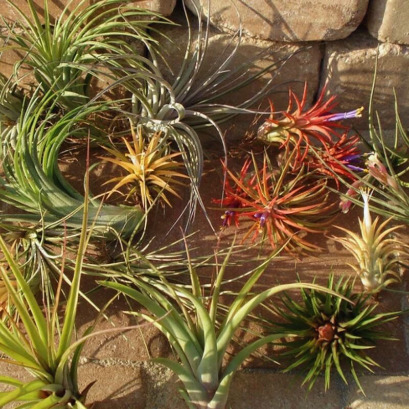 Mix air plant - Image 3
