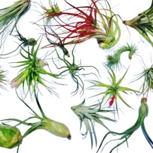 Mix air plant