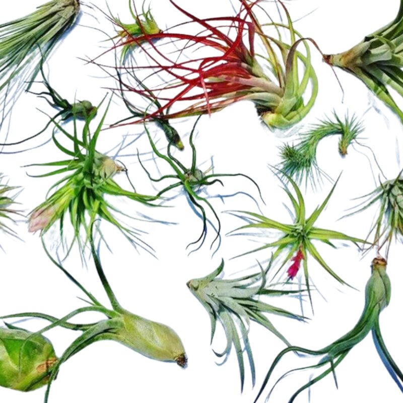 Mix air plant