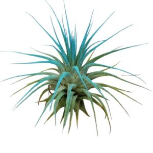 Alternative view of Air Plant Tillandsia Iona Turquoise Single Plant