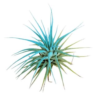 Air Plant Tillandsia Iona Turquoise Single Plant