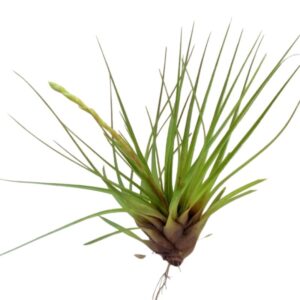 Air Plant Tri-Color Large