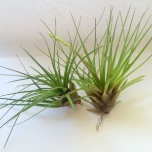 Alternative view of Air Plant Tri-Color Large