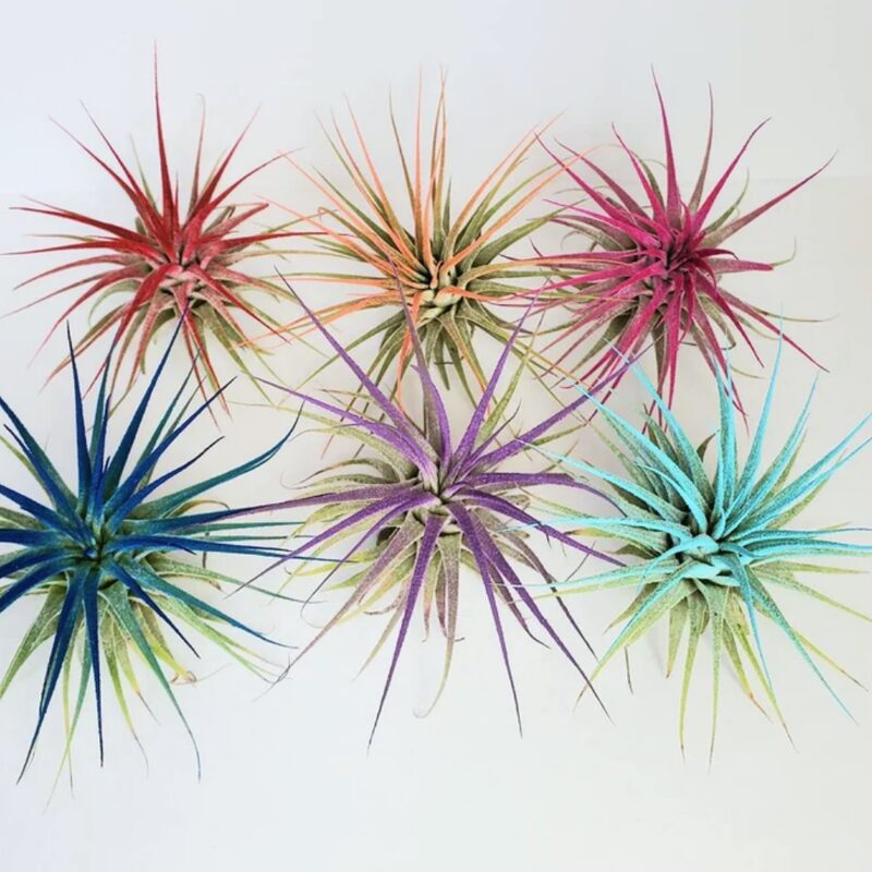 Air Plant Tillandsia Iona Coral Single Plant - Image 3