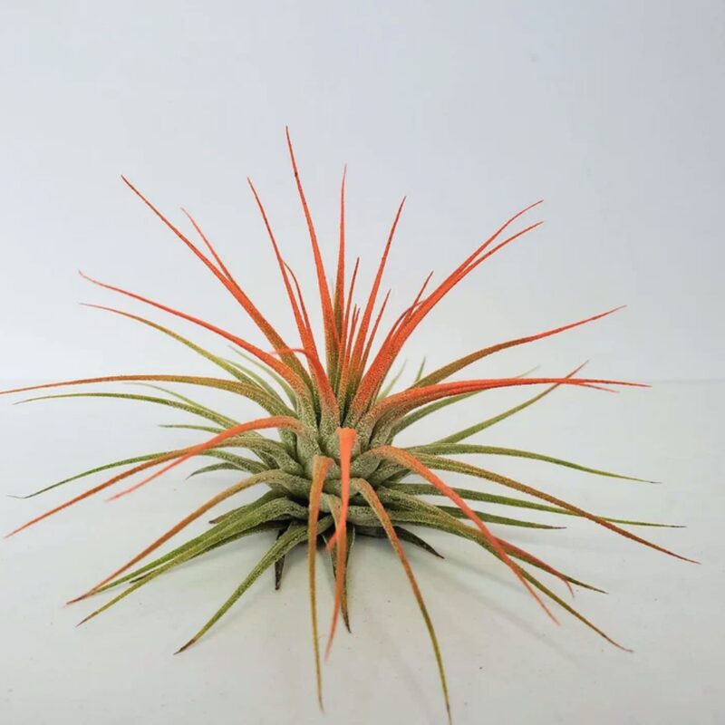 Air Plant Tillandsia Iona Coral Single Plant - Image 2