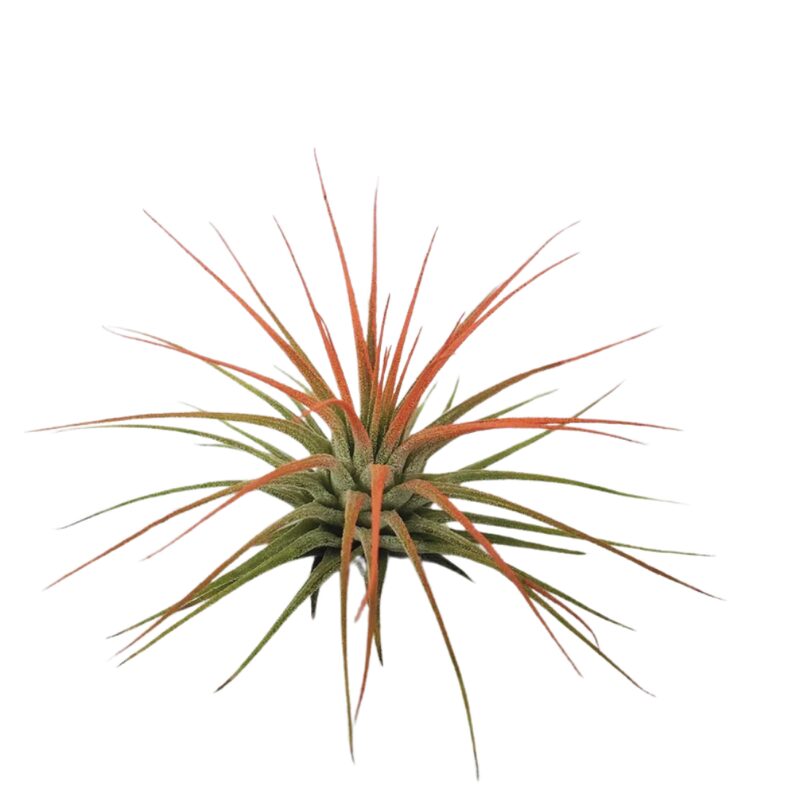 Air Plant Tillandsia Iona Coral Single Plant